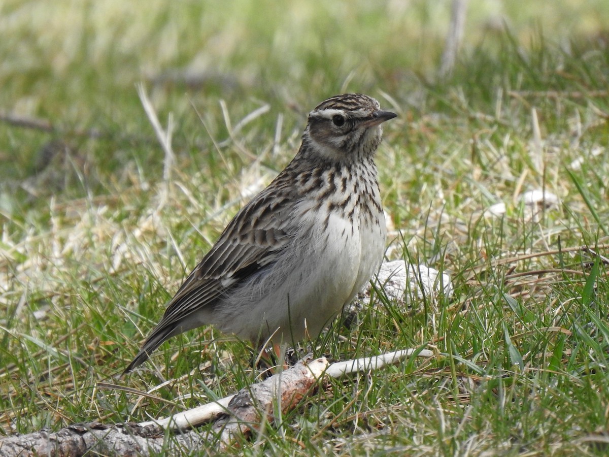 Wood Lark - ML610159745