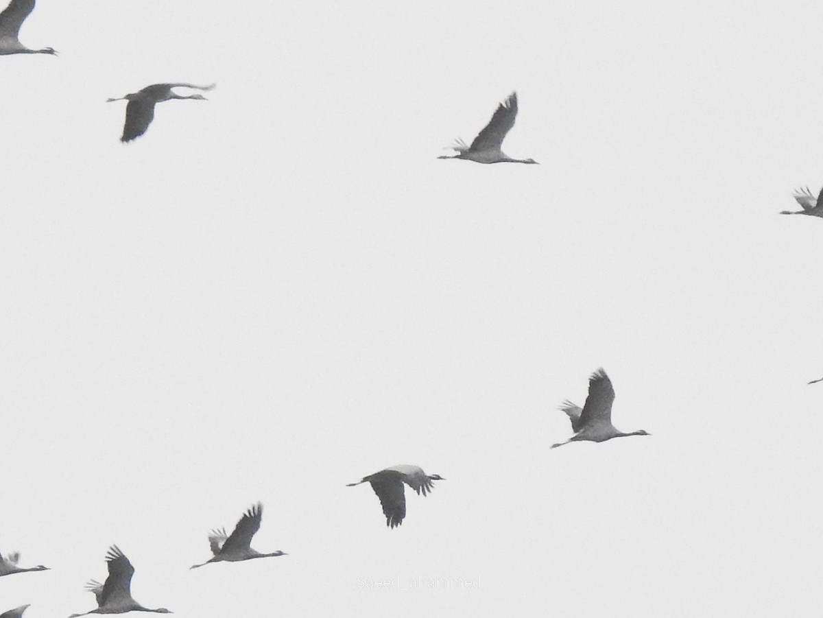 Demoiselle Crane - Ahammed Saeed