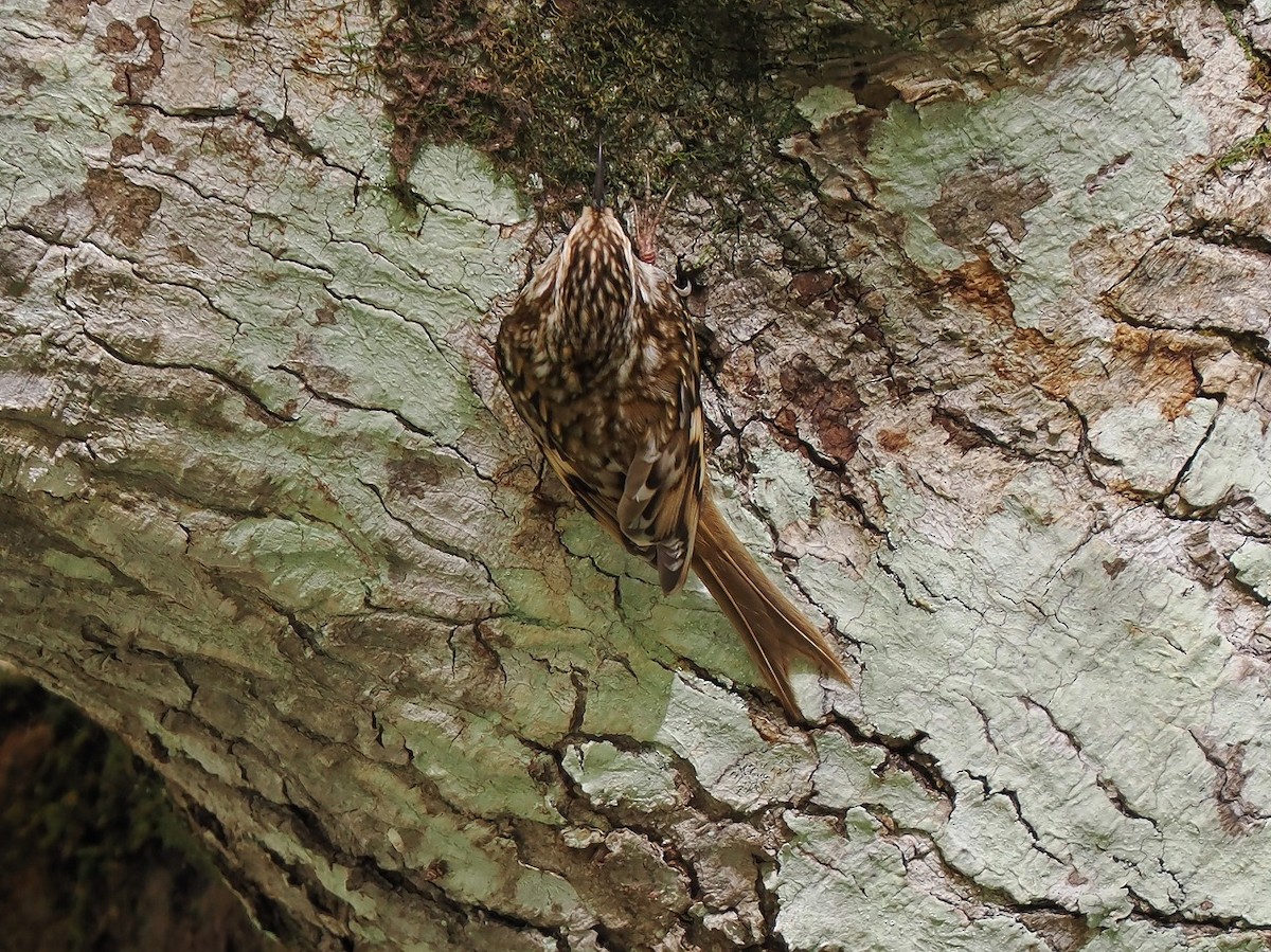 Eurasian Treecreeper - ML610159748