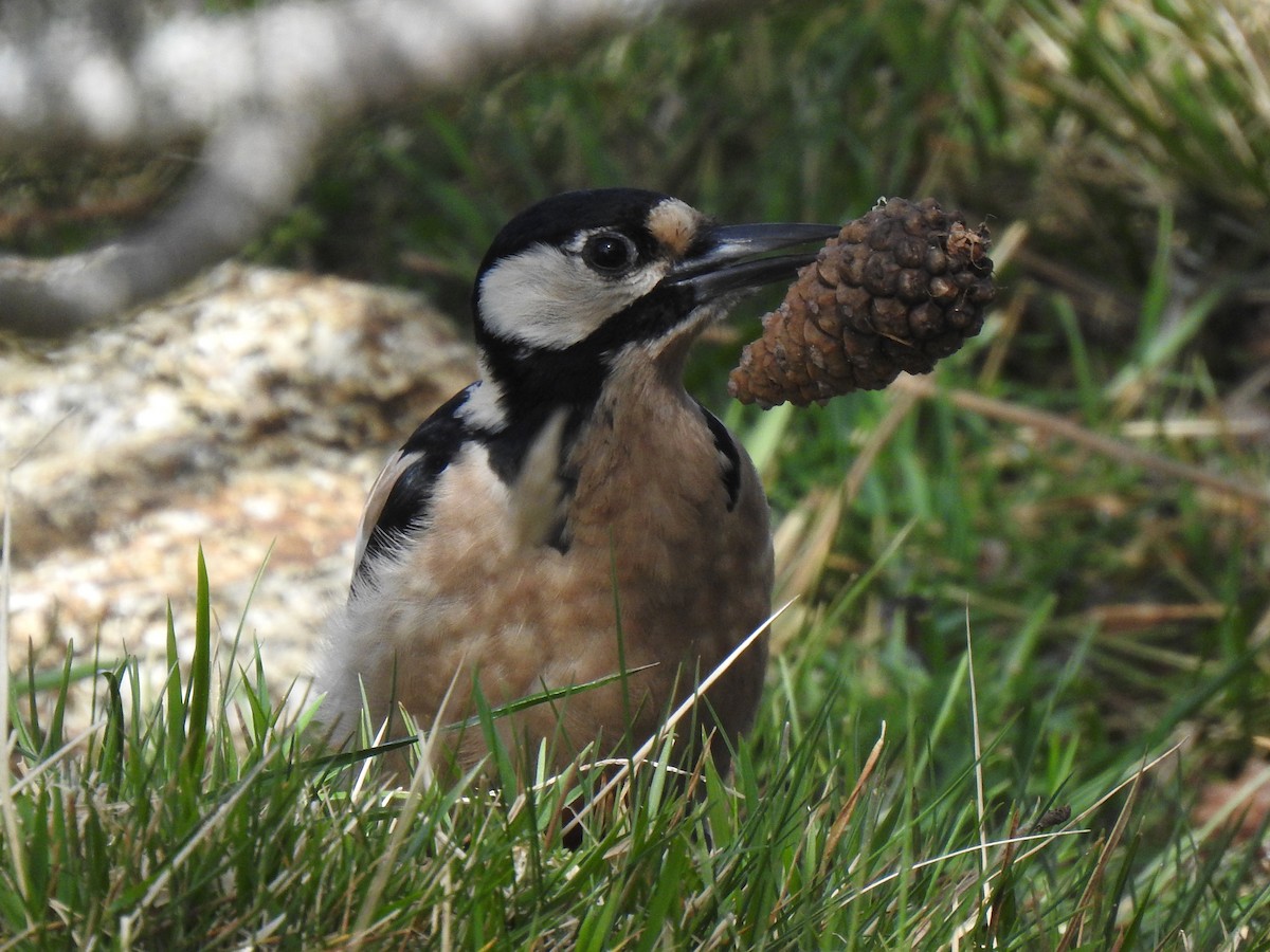 Great Spotted Woodpecker - ML610159749