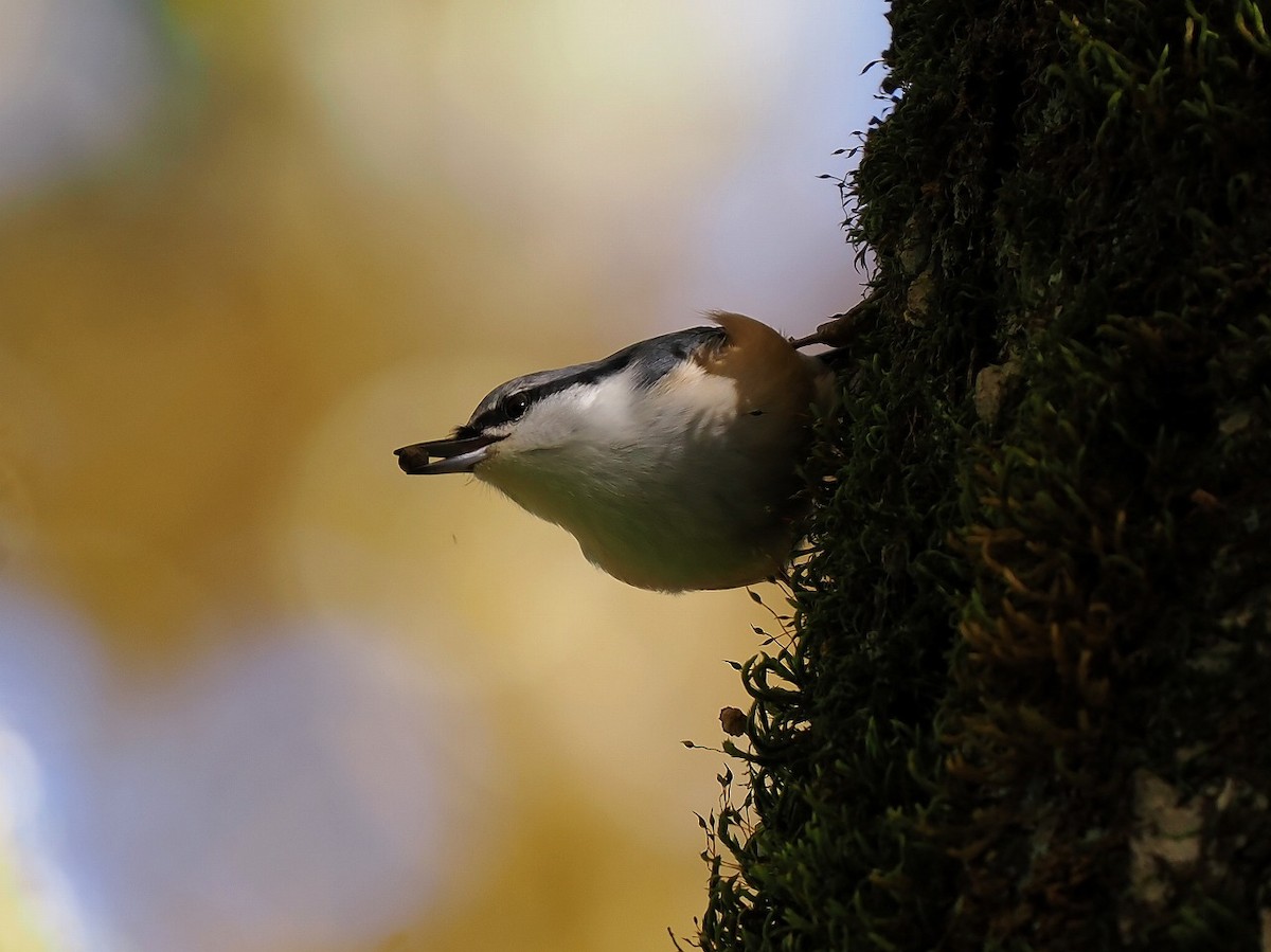 Eurasian Nuthatch - ML610159792