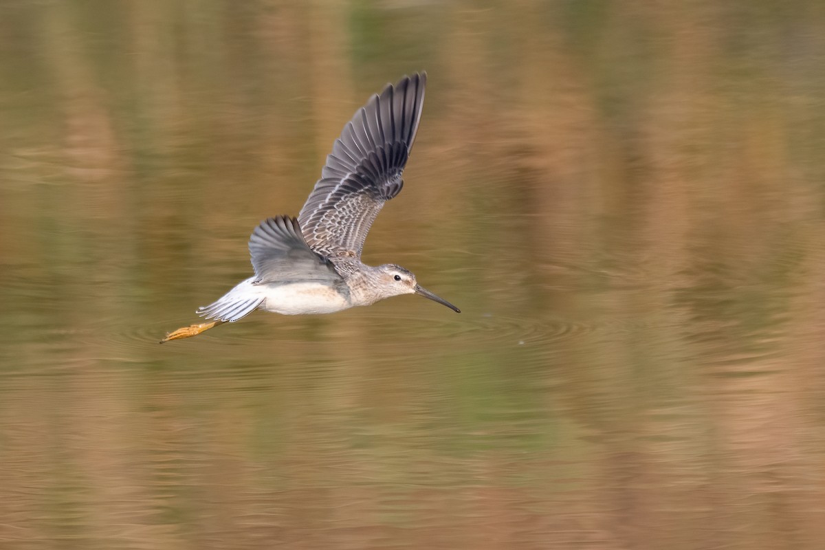 Stilt Sandpiper - ML610159864