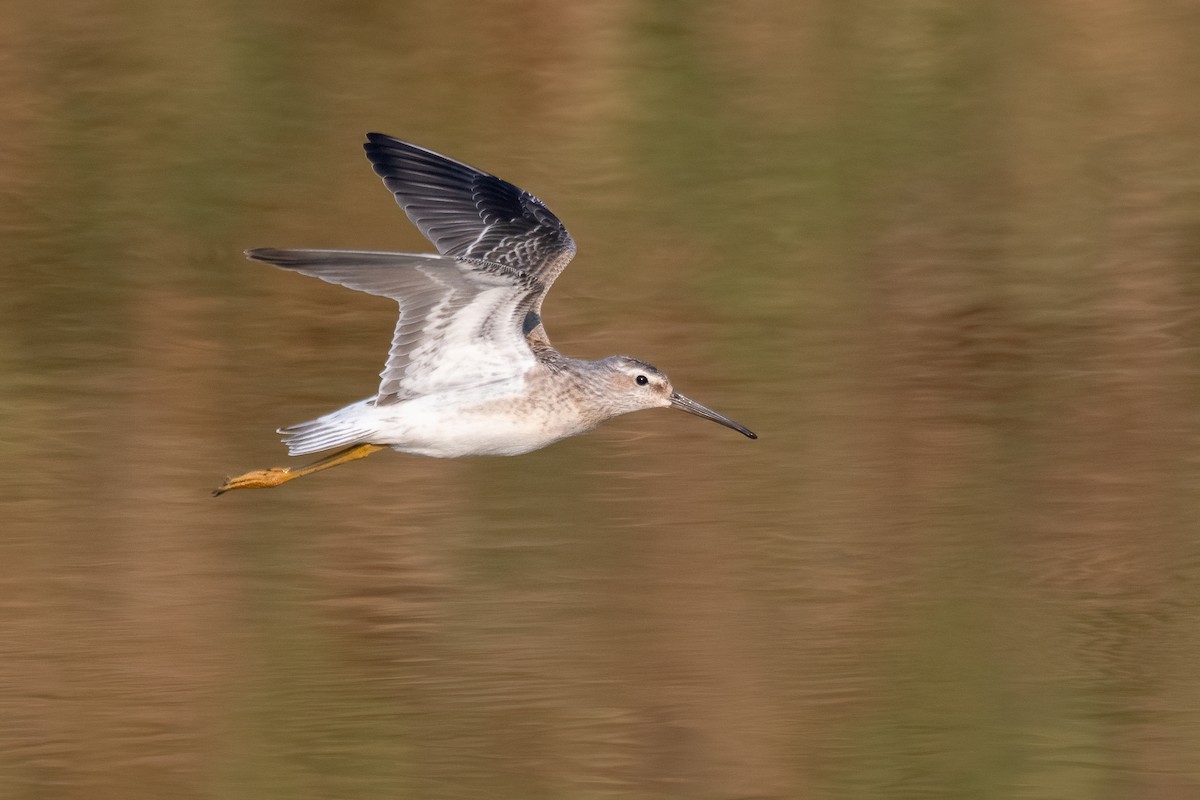 Stilt Sandpiper - ML610159883