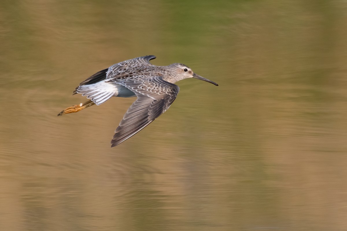 Stilt Sandpiper - James MacKenzie