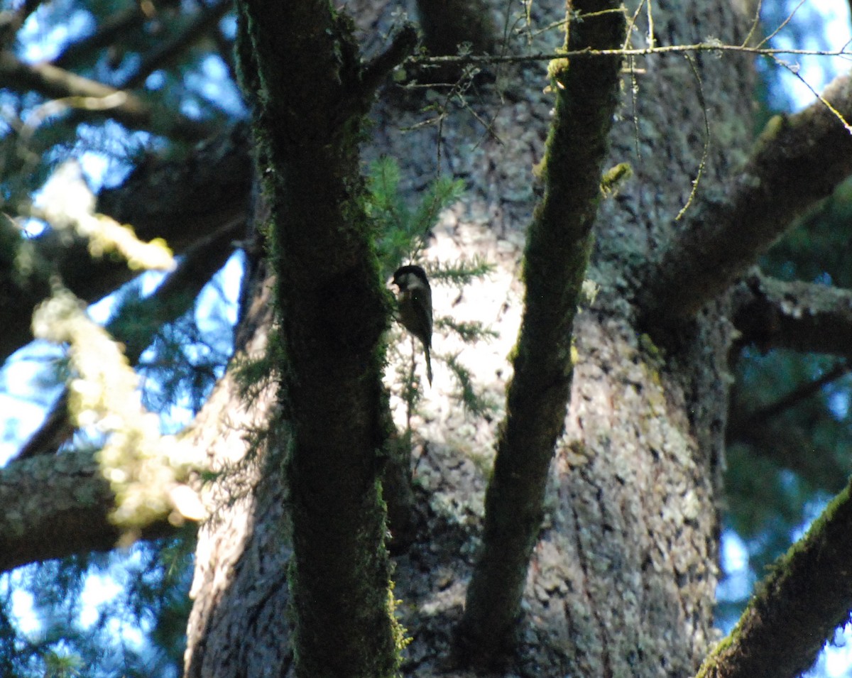 Black-capped Chickadee - ML610160166