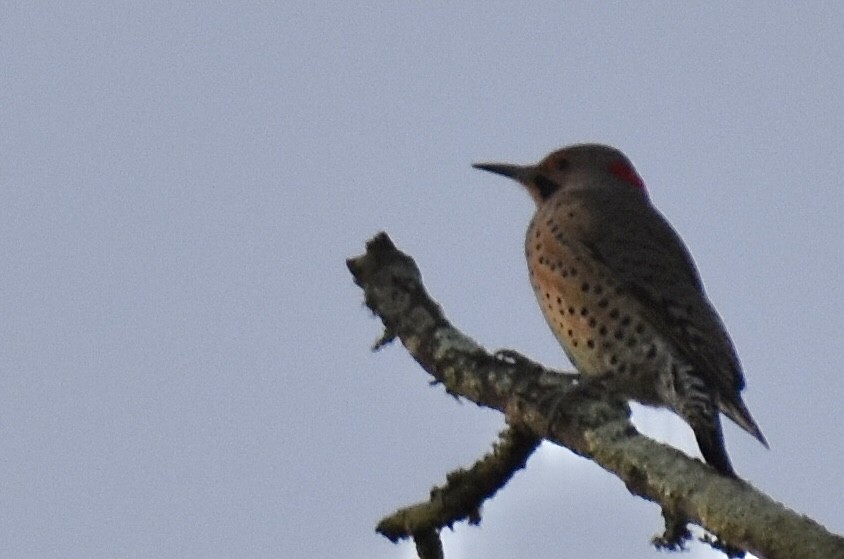 Northern Flicker - Christian Feldt