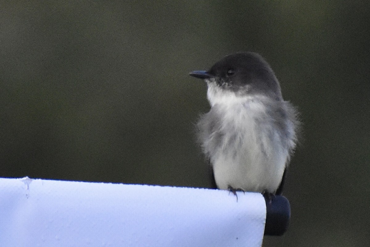 Eastern Phoebe - ML610160250