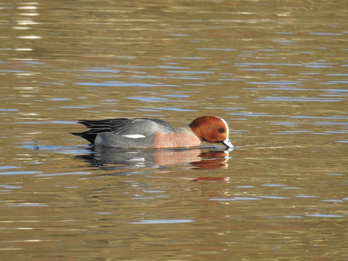 Eurasian Wigeon - ML610160262