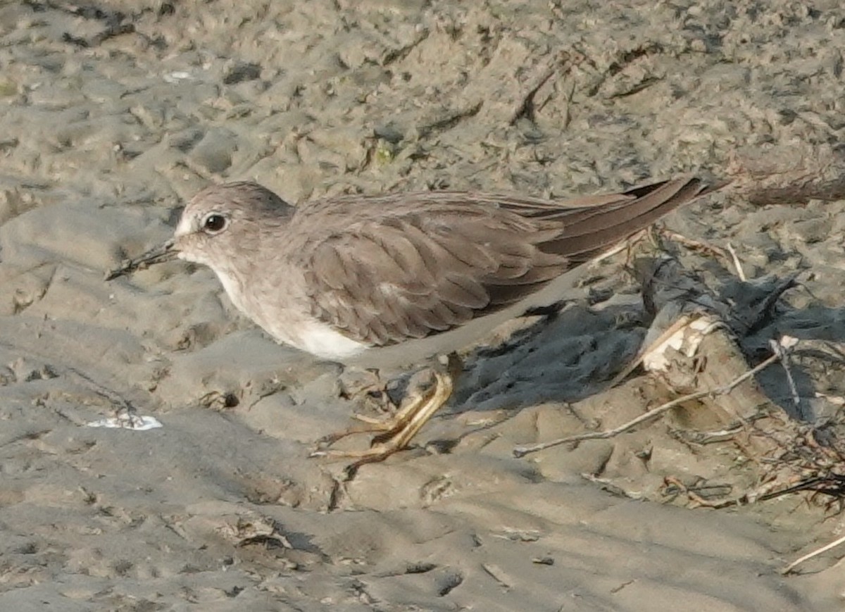 Temminck's Stint - ML610160266