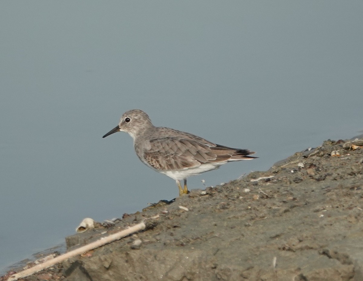 Temminck's Stint - ML610160269