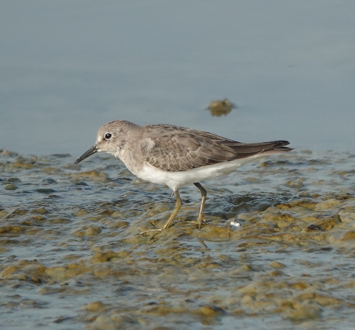 temmincksnipe - ML610160270