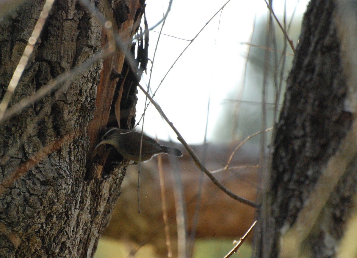 Bewick's Wren - ML610160279