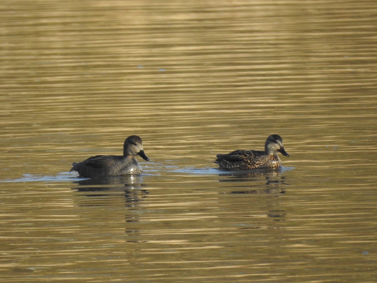 Gadwall - ML610160311