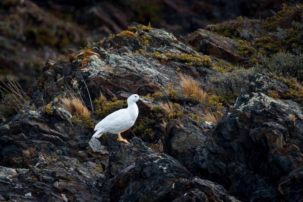 Kelp Goose - Jérémy Calvo