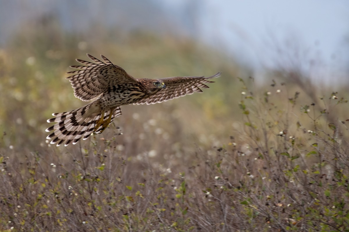 Cooper's Hawk - James MacKenzie