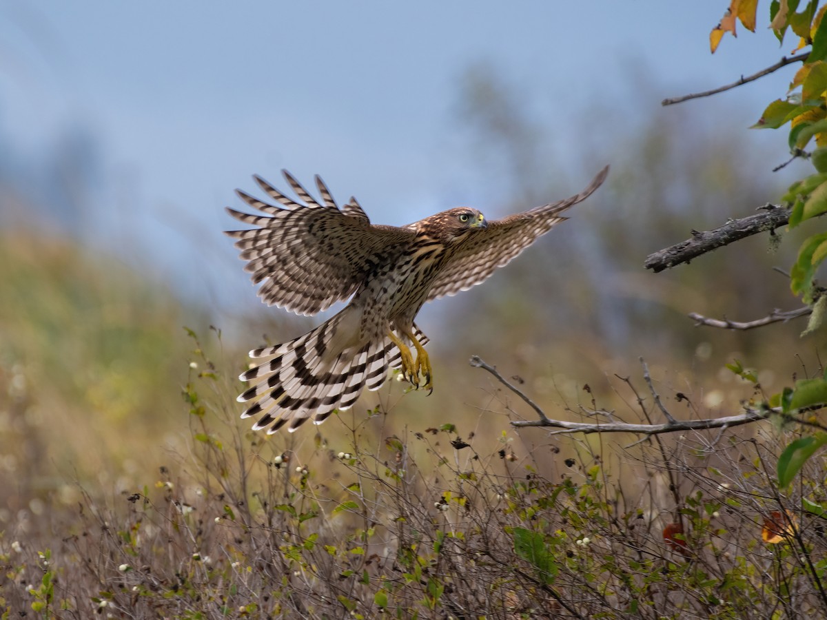 Cooper's Hawk - ML610160405