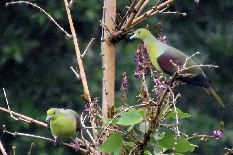 White-bellied Green-Pigeon - 竹雞 劉