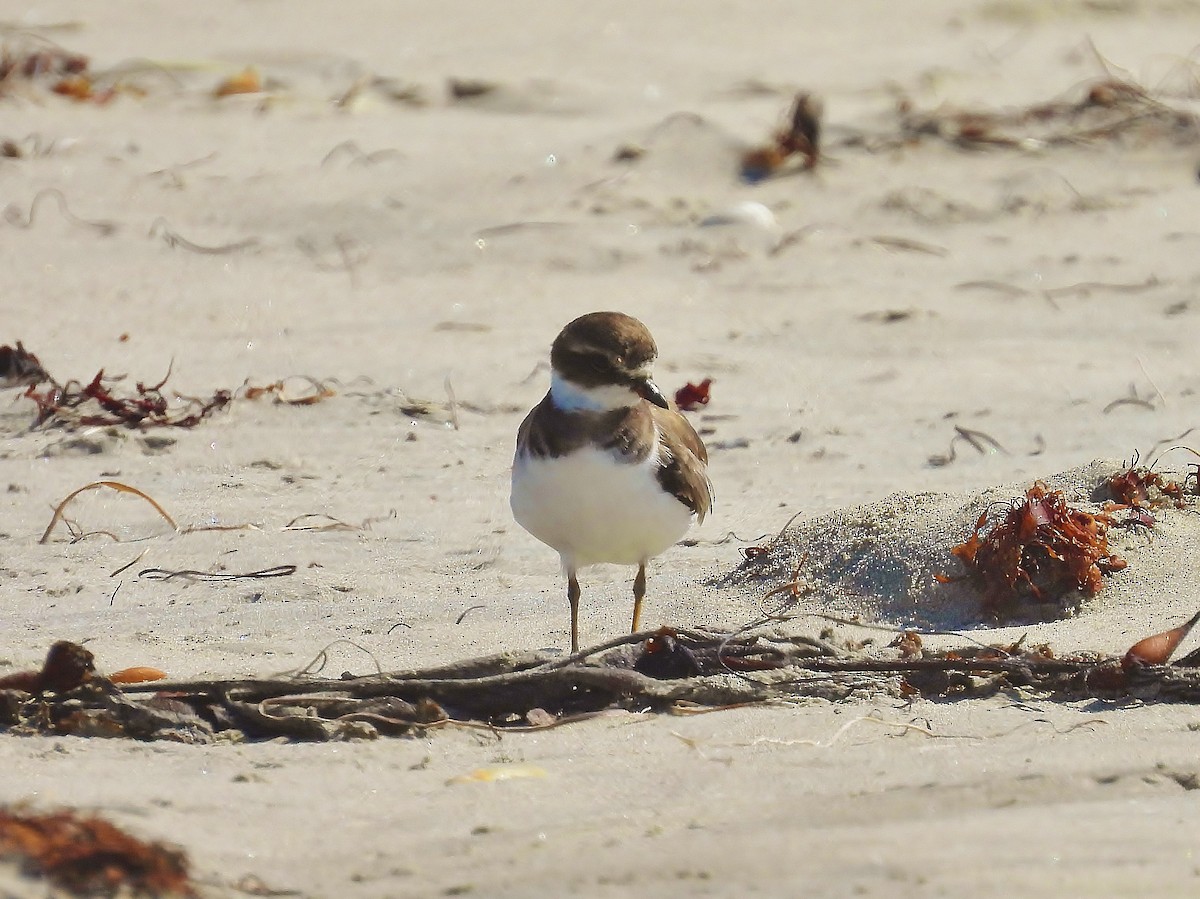 Semipalmated Plover - ML610160502