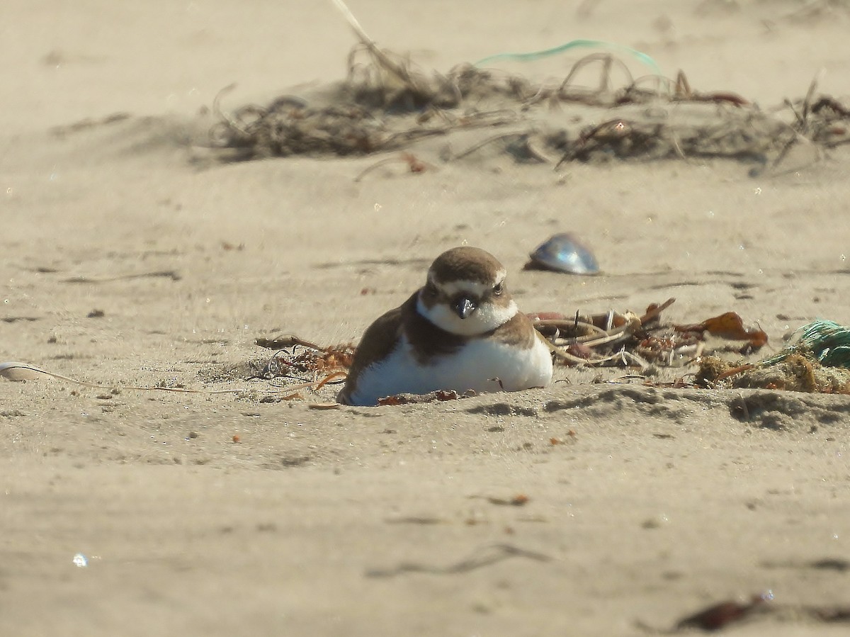 Semipalmated Plover - ML610160503