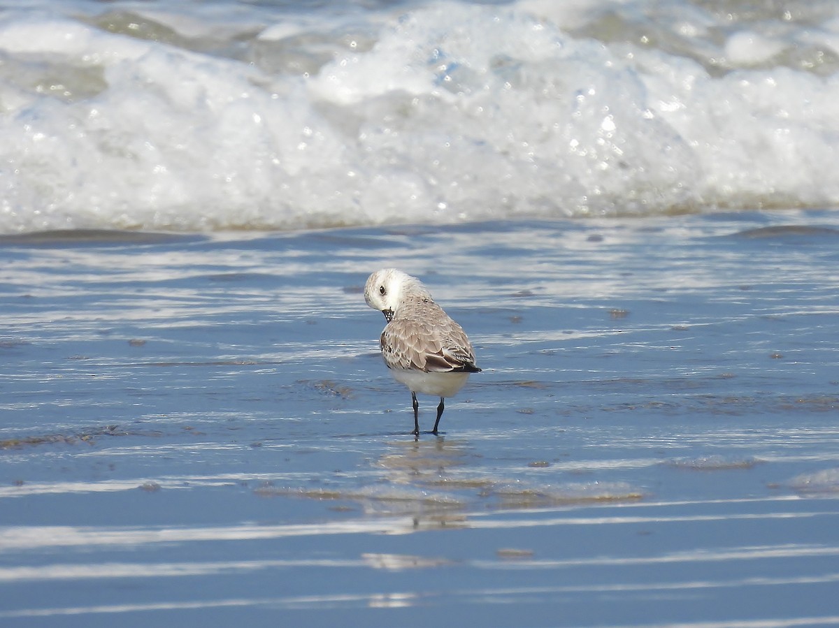 Bécasseau sanderling - ML610160505