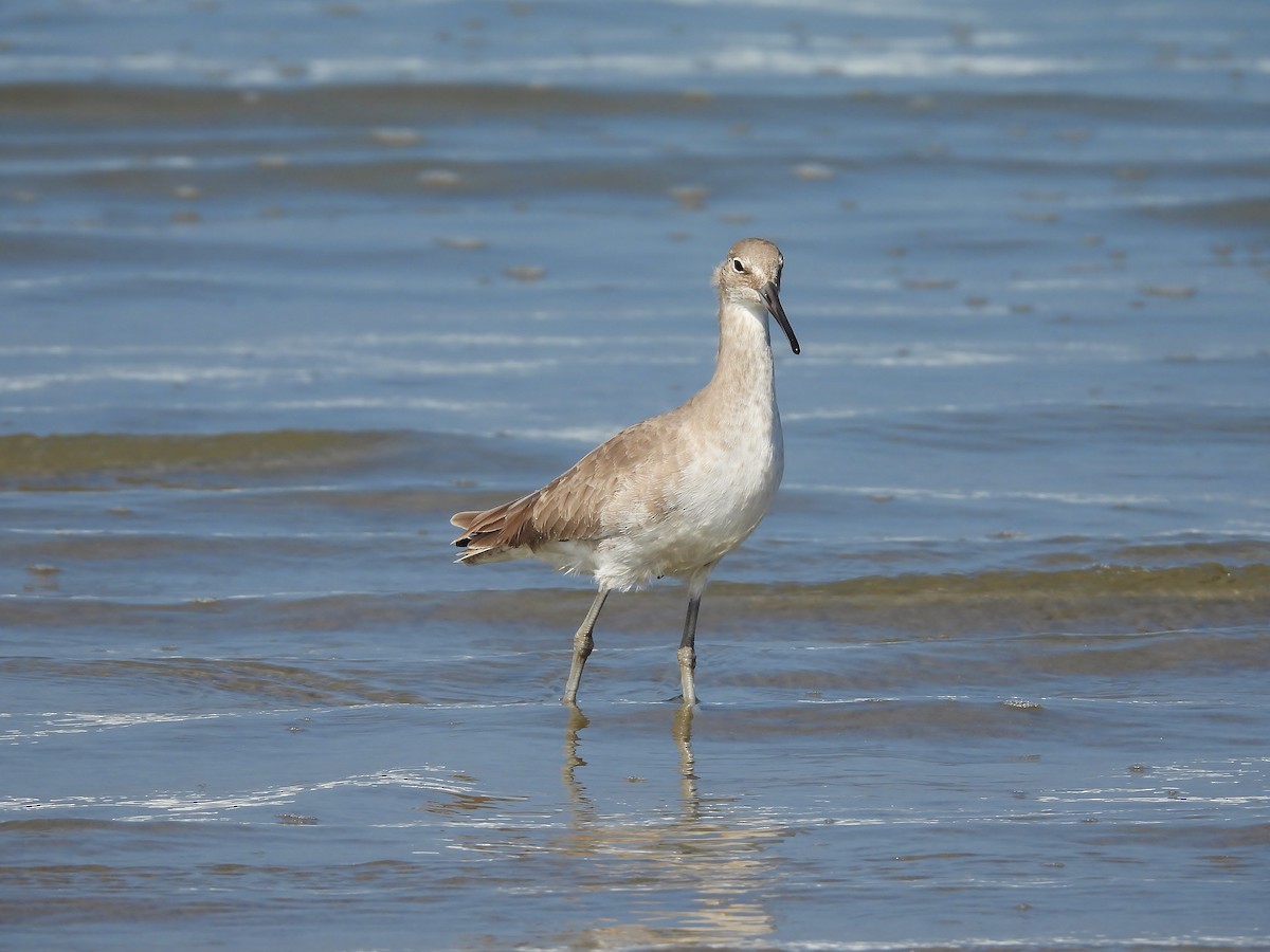 Willet - ML610160510