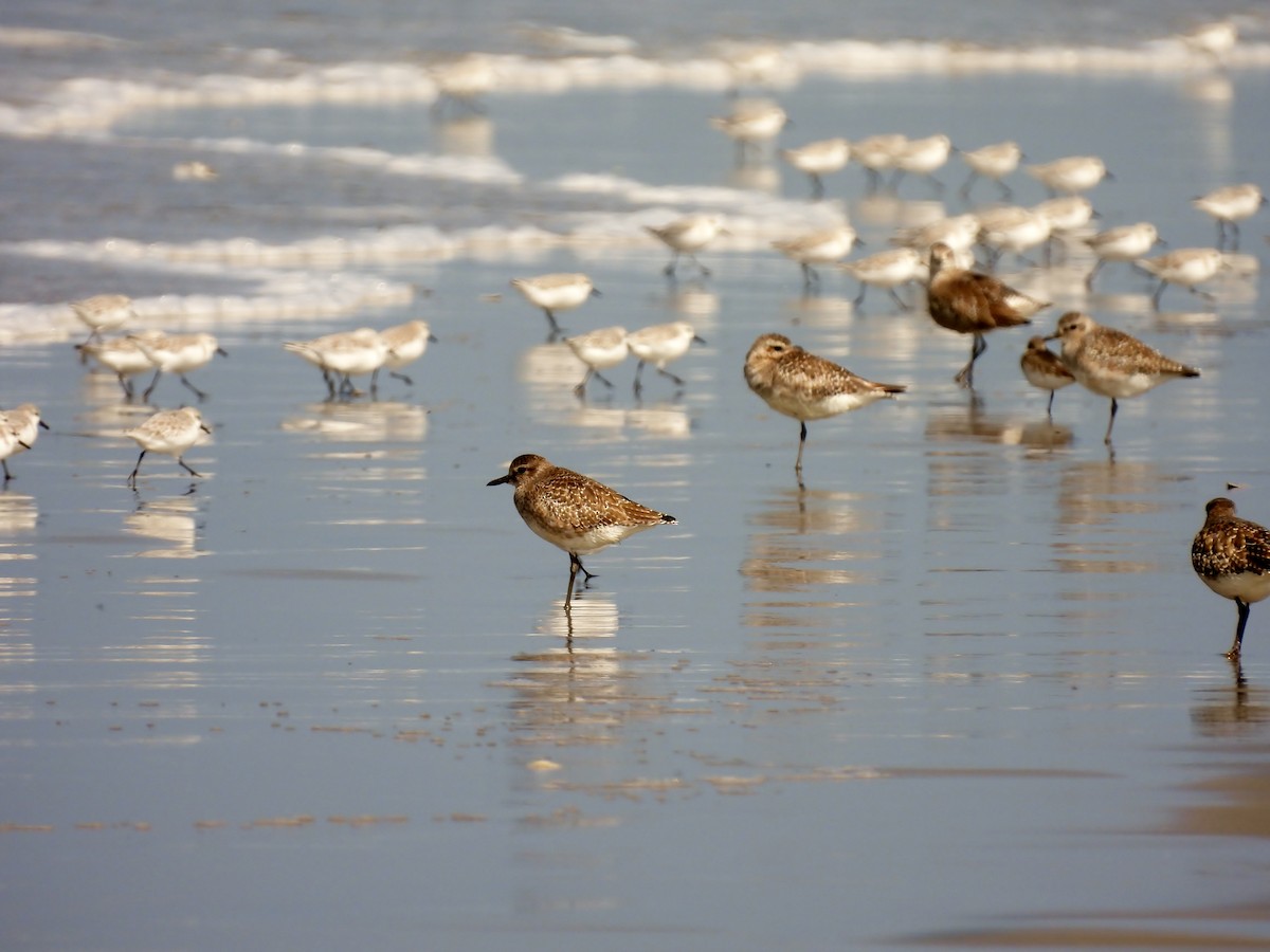 Black-bellied Plover - ML610160520