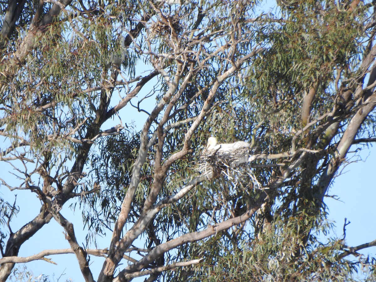 Yellow-billed Spoonbill - ML610160521