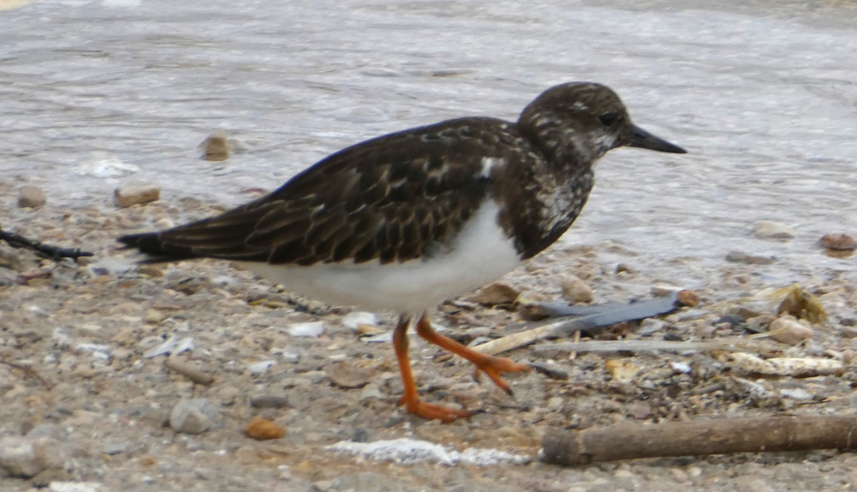 Ruddy Turnstone - ML610160522