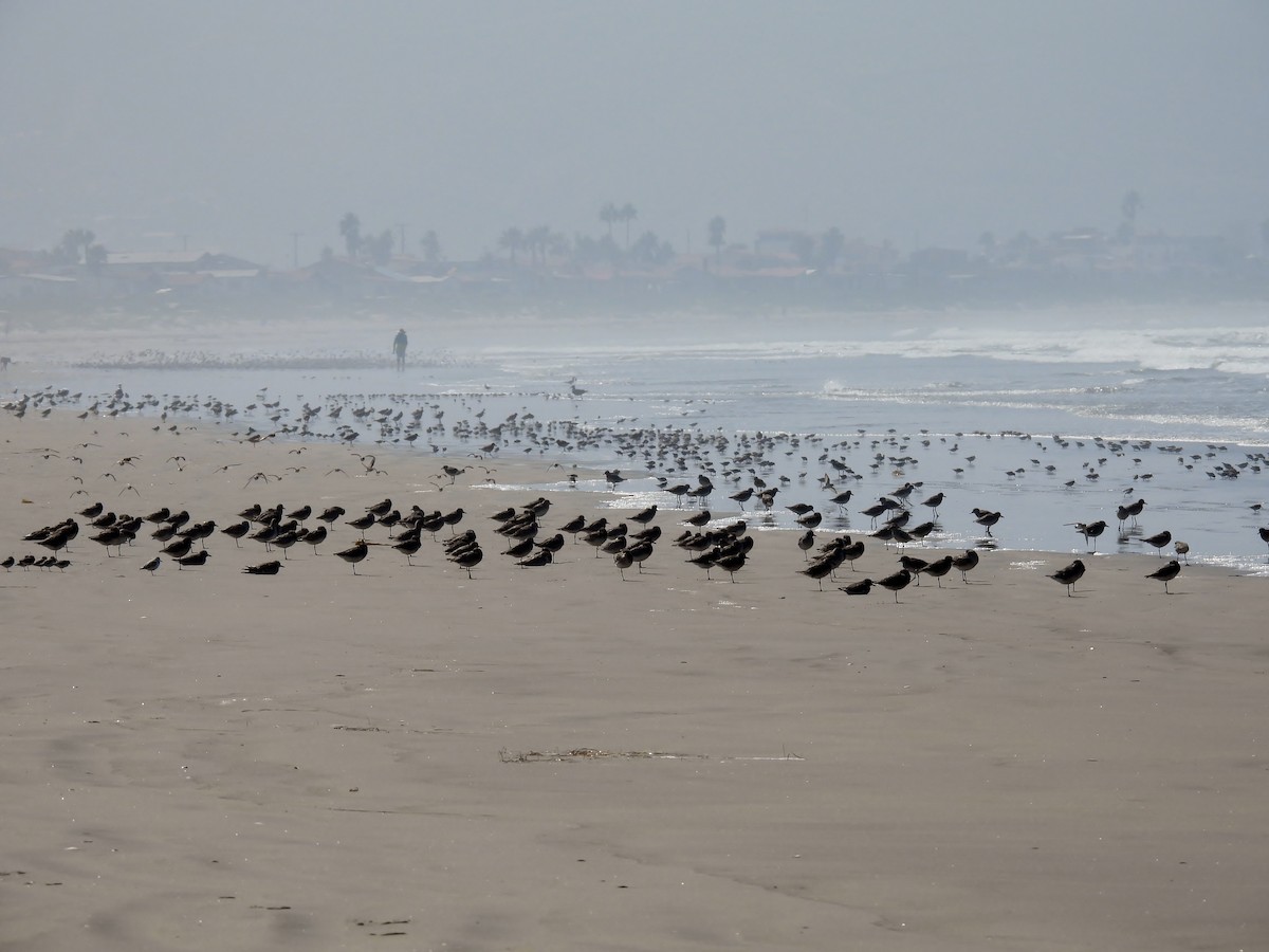 Black-bellied Plover - ML610160523