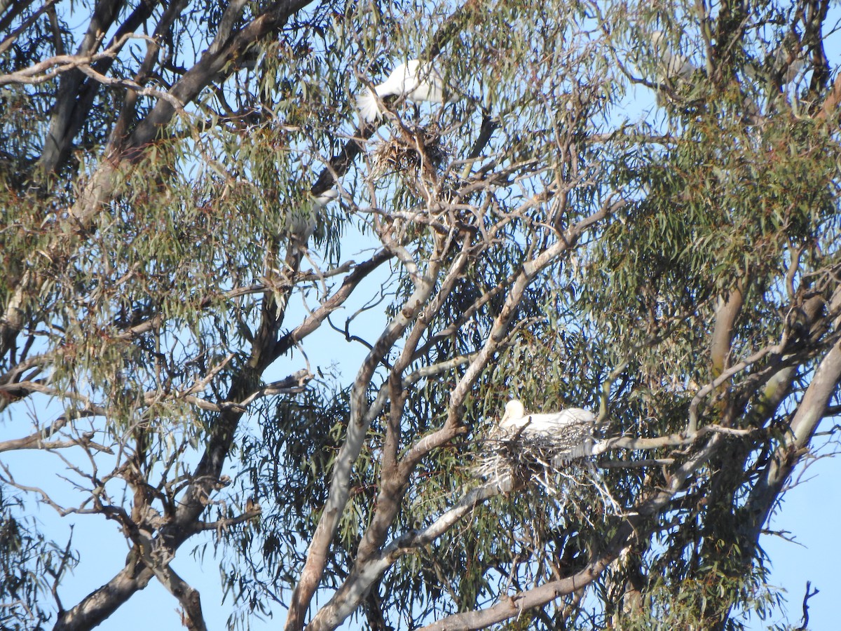 Yellow-billed Spoonbill - ML610160527