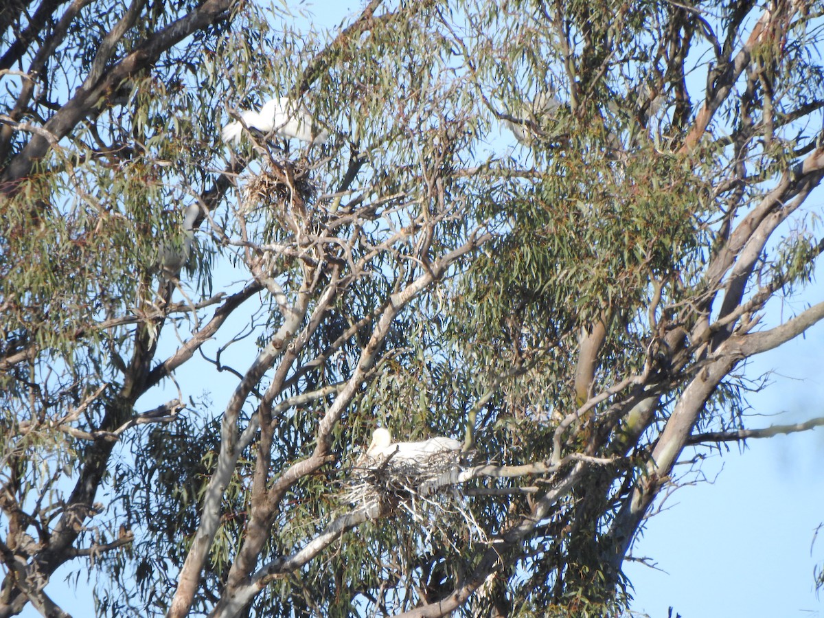 Royal Spoonbill - ML610160528