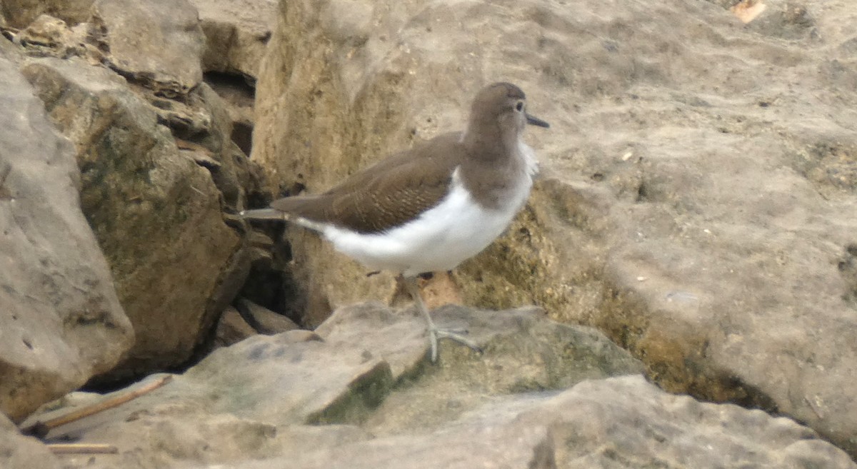 Common Sandpiper - ML610160529