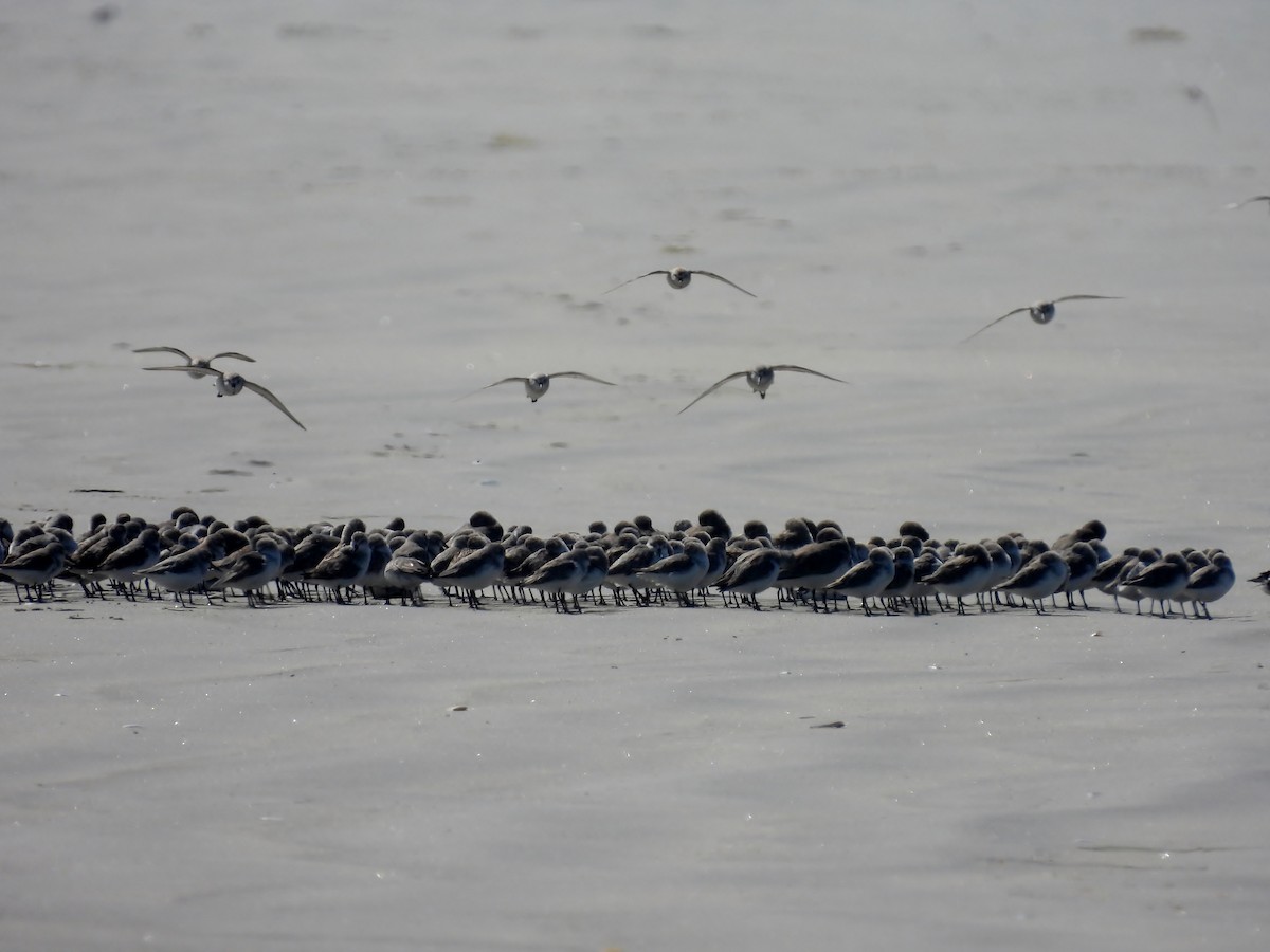 Bergstrandläufer - ML610160530