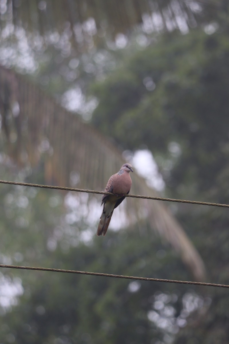 Spotted Dove - ML610160532