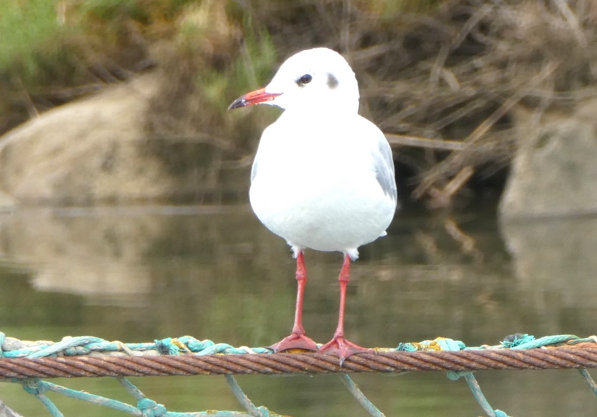 Black-headed Gull - ML610160533