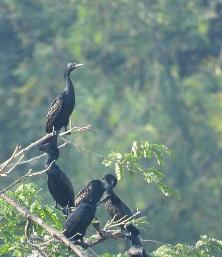 Cormoran à cou brun - ML610160577