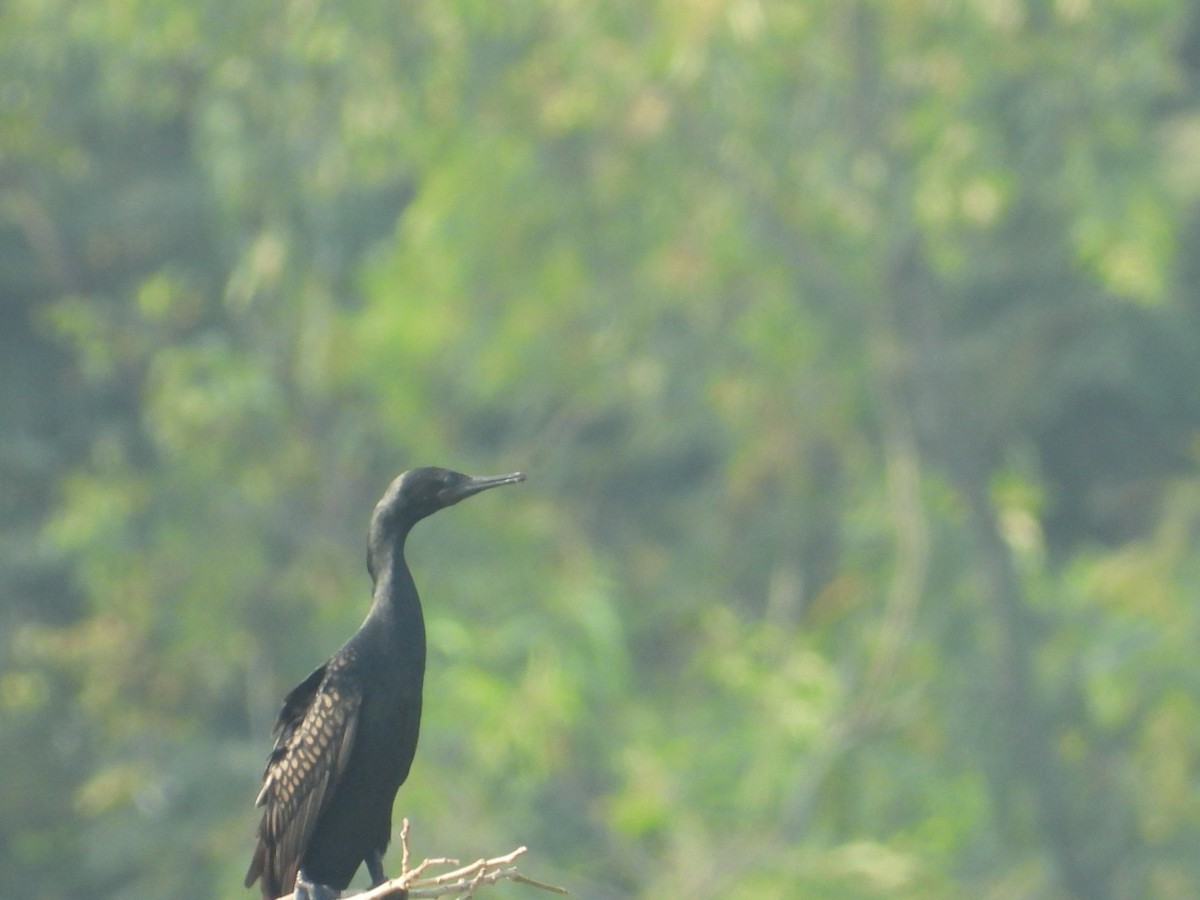 Indian Cormorant - Chaiti Banerjee