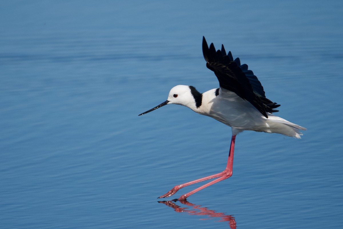 Pied Stilt - ML610160644