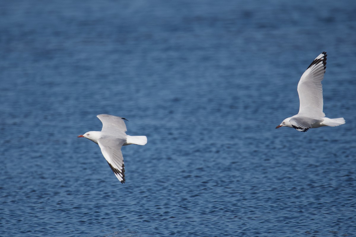 Silver Gull - Alfred & Hidi Lau