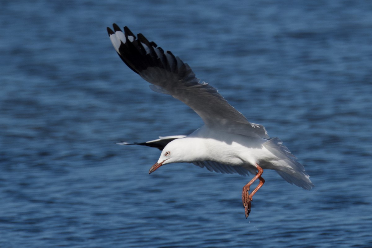 Silver Gull - ML610160660