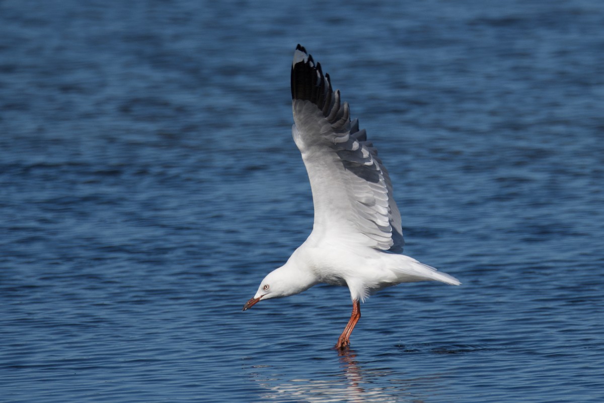 Silver Gull - ML610160661