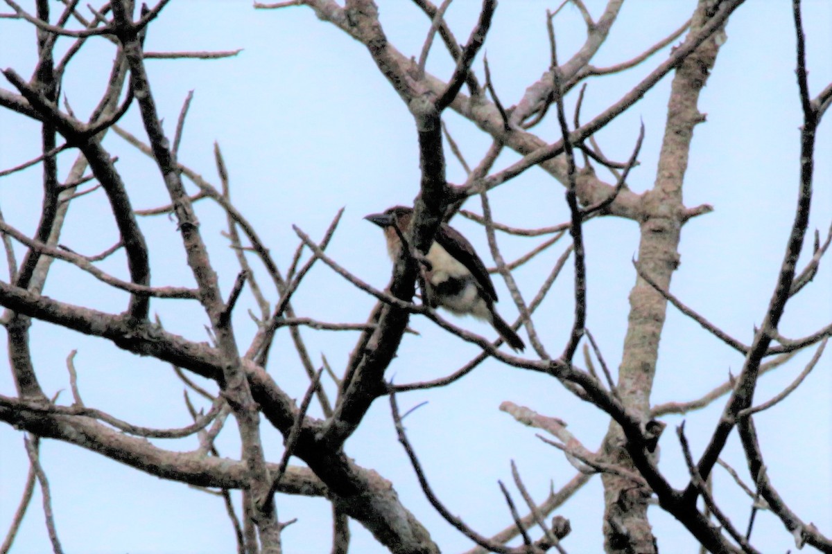 Sooty Barbet - Fadzrun A.