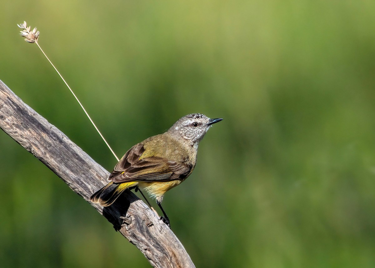 Yellow-rumped Thornbill - ML610160856