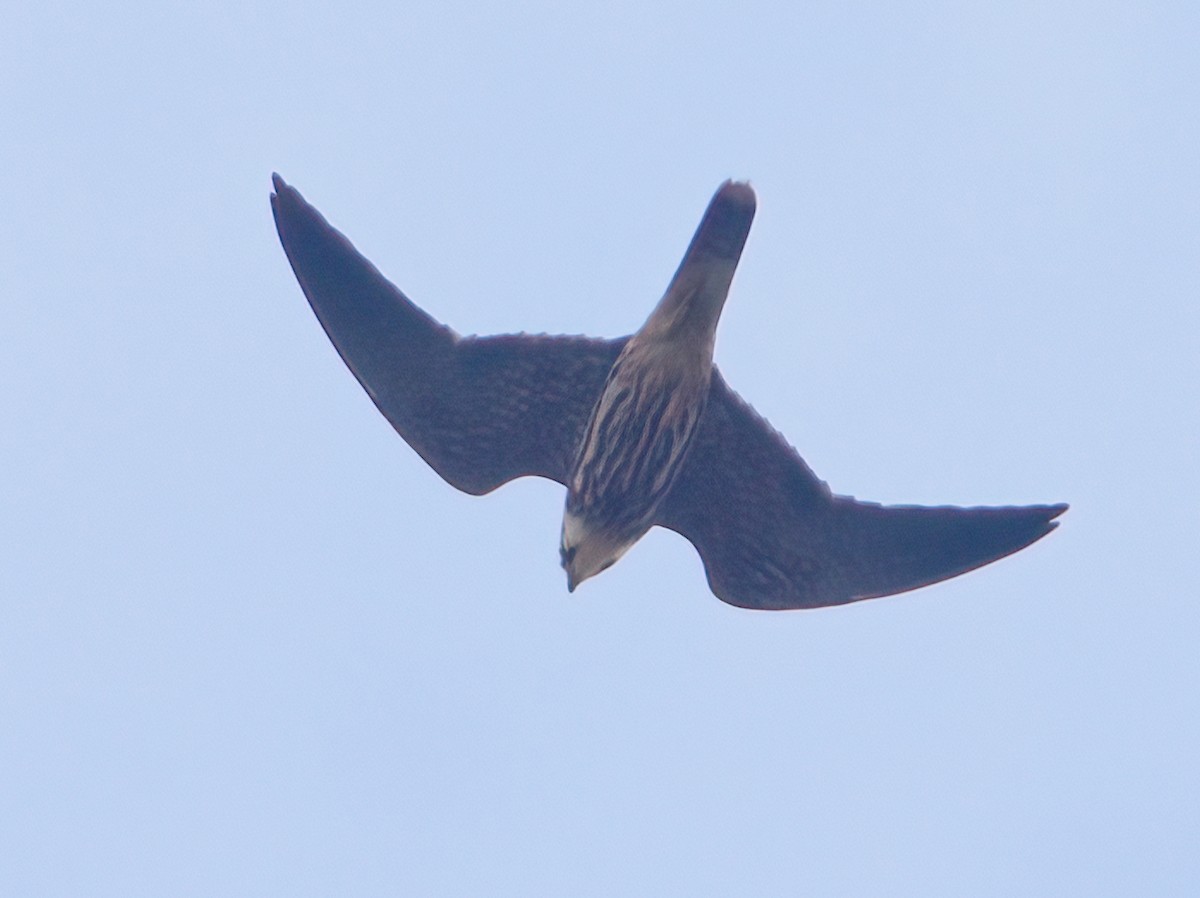 Eurasian Hobby - ML610160885