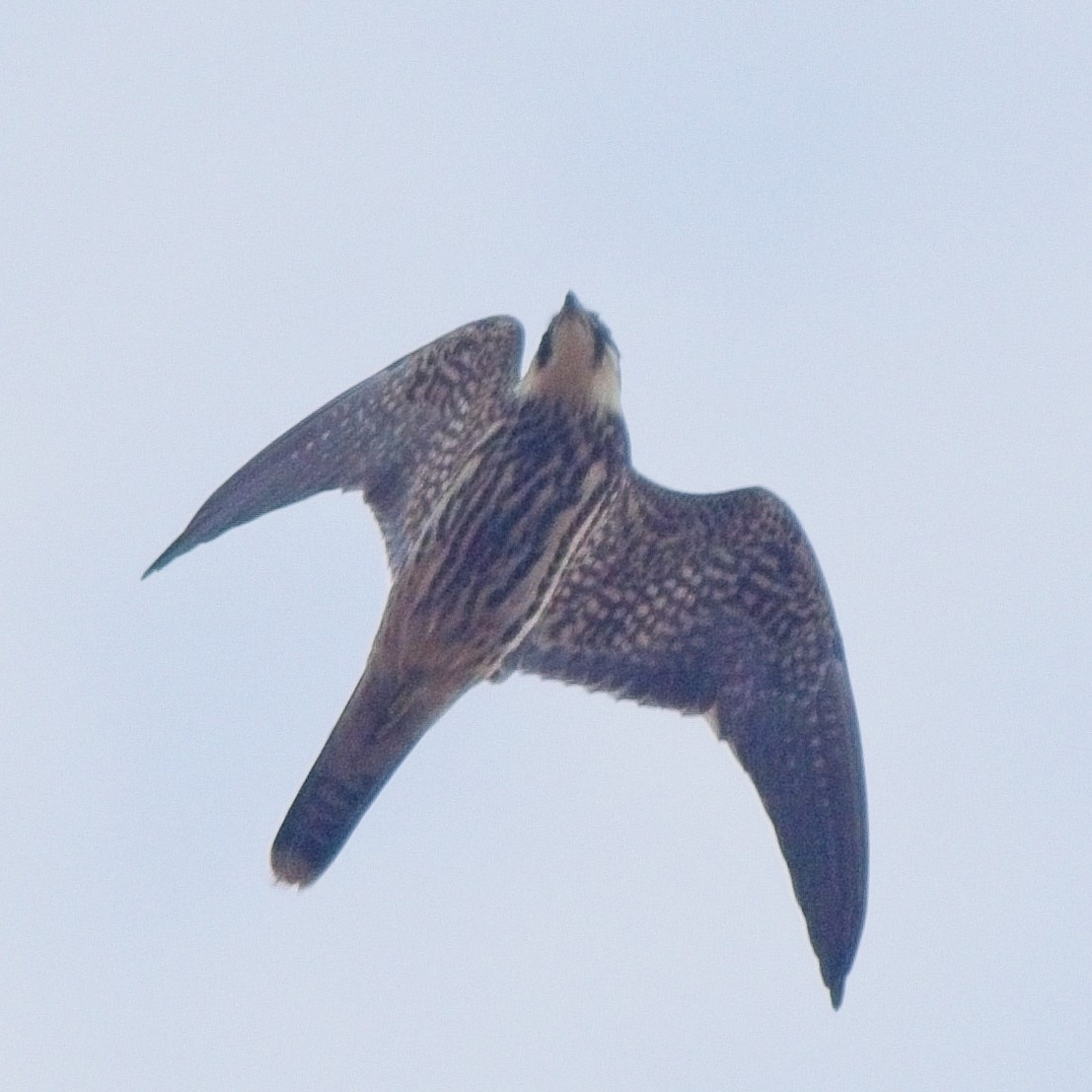 Eurasian Hobby - ML610160886