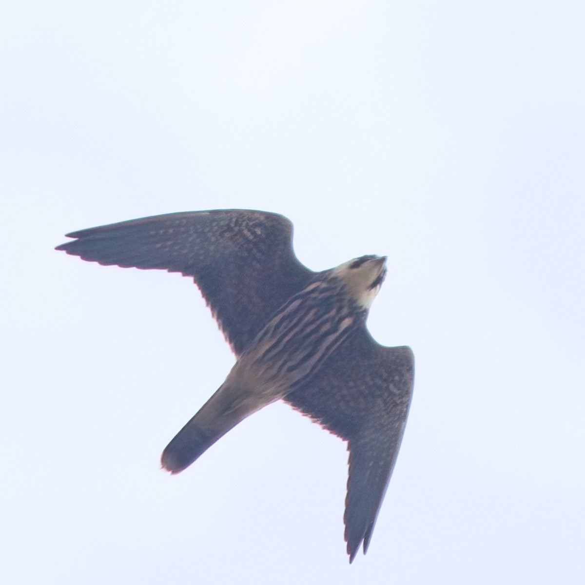 Eurasian Hobby - ML610160894