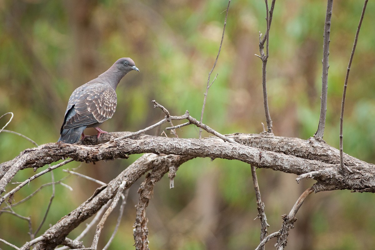 Pigeon tigré - ML610160915