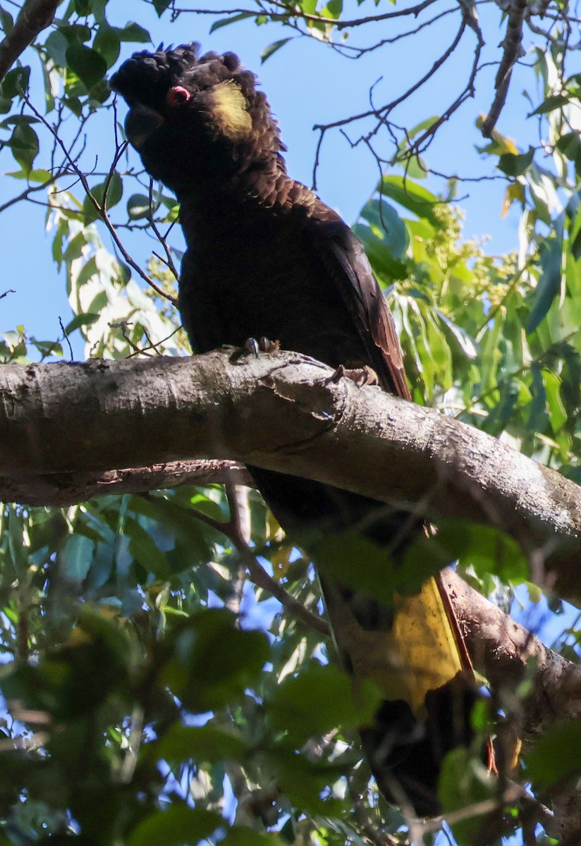 Yellow-tailed Black-Cockatoo - ML610160919