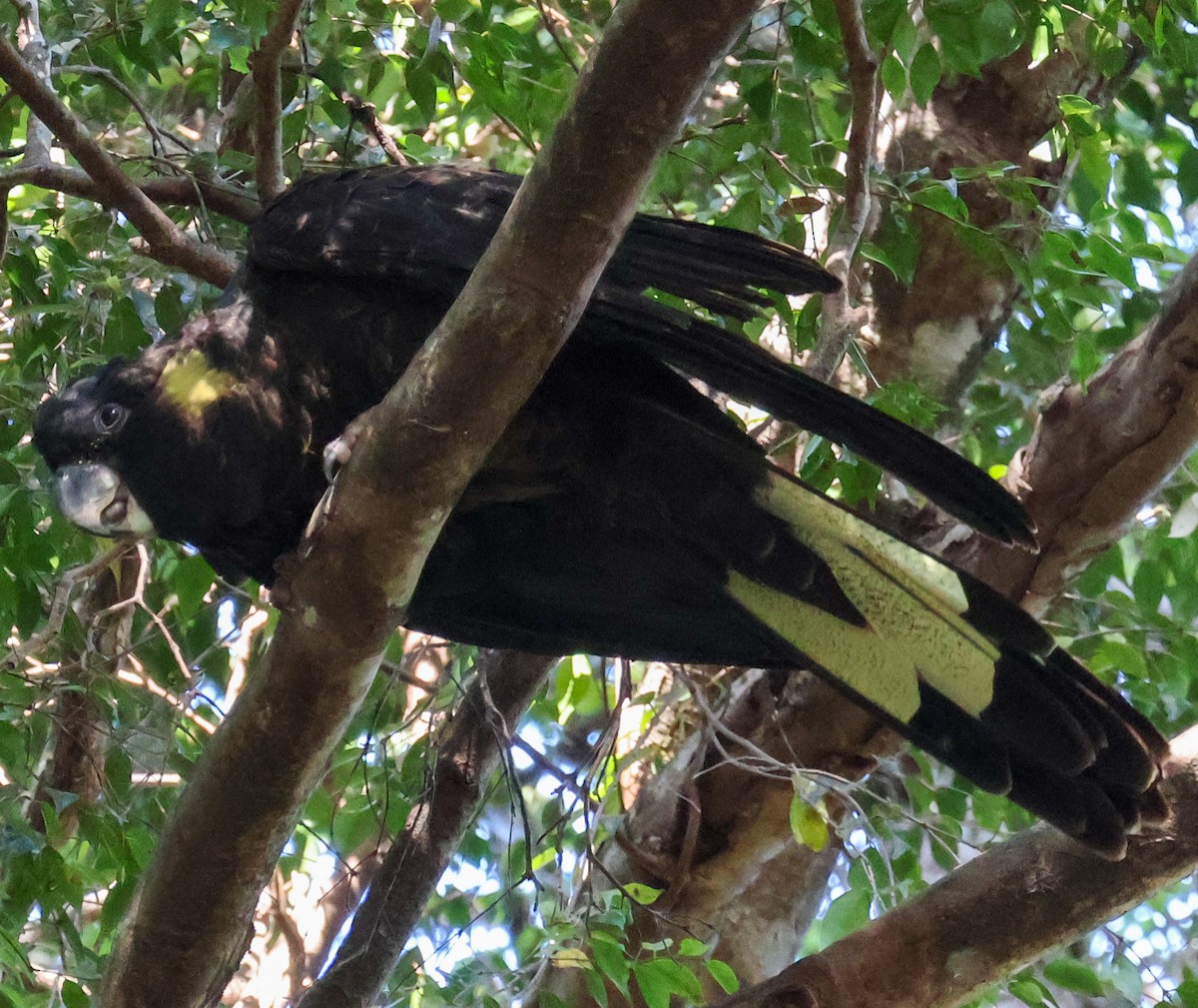 Yellow-tailed Black-Cockatoo - ML610160920