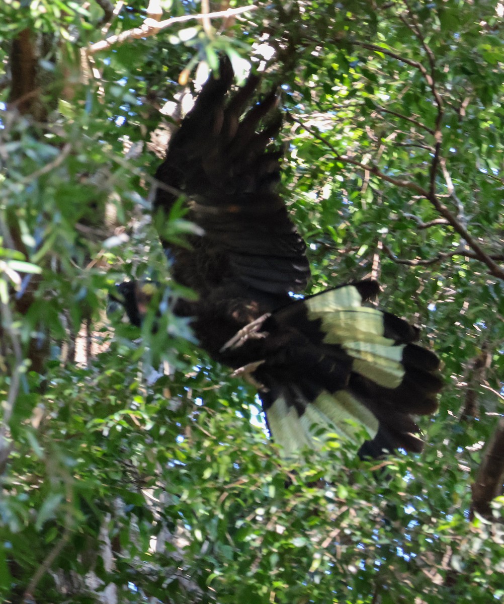 Yellow-tailed Black-Cockatoo - ML610160923